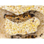 ANTCUBE Starter Set for Harvester Ants – L – Popcorn - Talis Us
