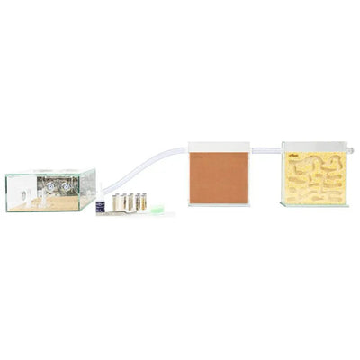 ANTCUBE Starter Set for Harvester Ants – L – Popcorn - Talis Us