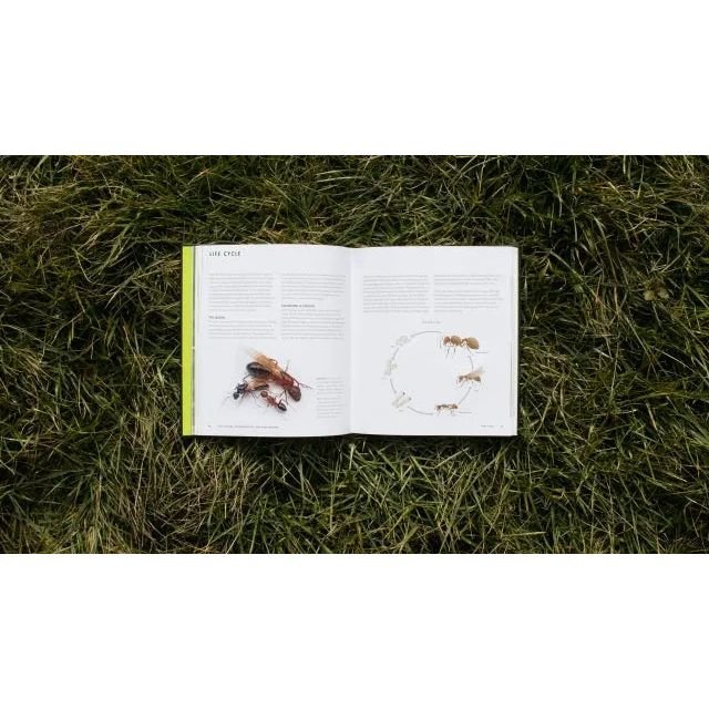 Ants: A Visual Guide by Heather Campbell and Benjamin Blanchard - Talis Us
