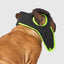 Aviator dog hat in black with bright green trim for stylish winter protection for dogs