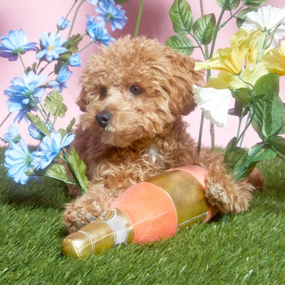 BARK All Day Rose Plush Dog Toy - Talis Us