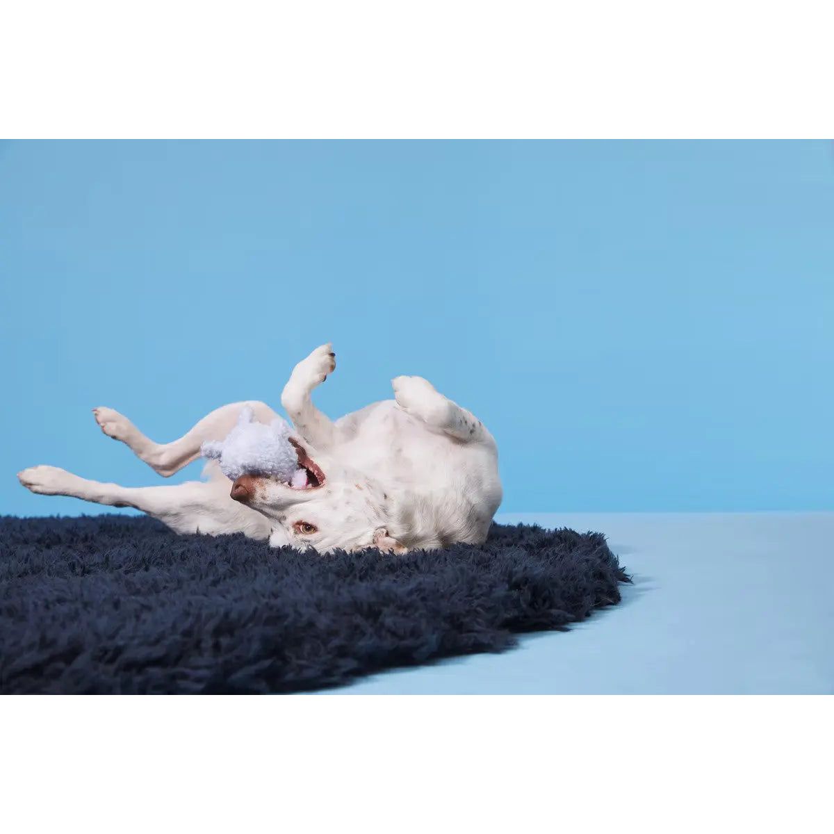 BARK Baa Baa Bark Sheep Dog Toys - Talis Us