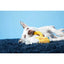 BARK Hair of the Dog Toys - Talis Us