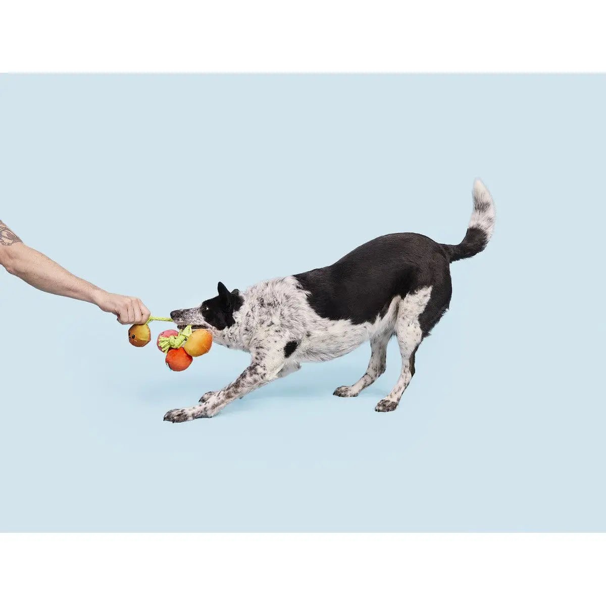 BARK Hairloom Tomatoes Rope Dog Toy - Talis Us