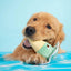 BARK Melty Minty Monty Dog Plush Toy - Talis Us