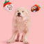 BARK Plush Strawberry Dog Toy for Fun Playtime - Talis Us