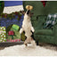 BARK St. Nibblas's Cookie Super Chewer Dog Toy Medium / Large - Talis Us