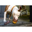 BARK Super Chewer Acornucopia Dog Chew Toys Large - Talis Us