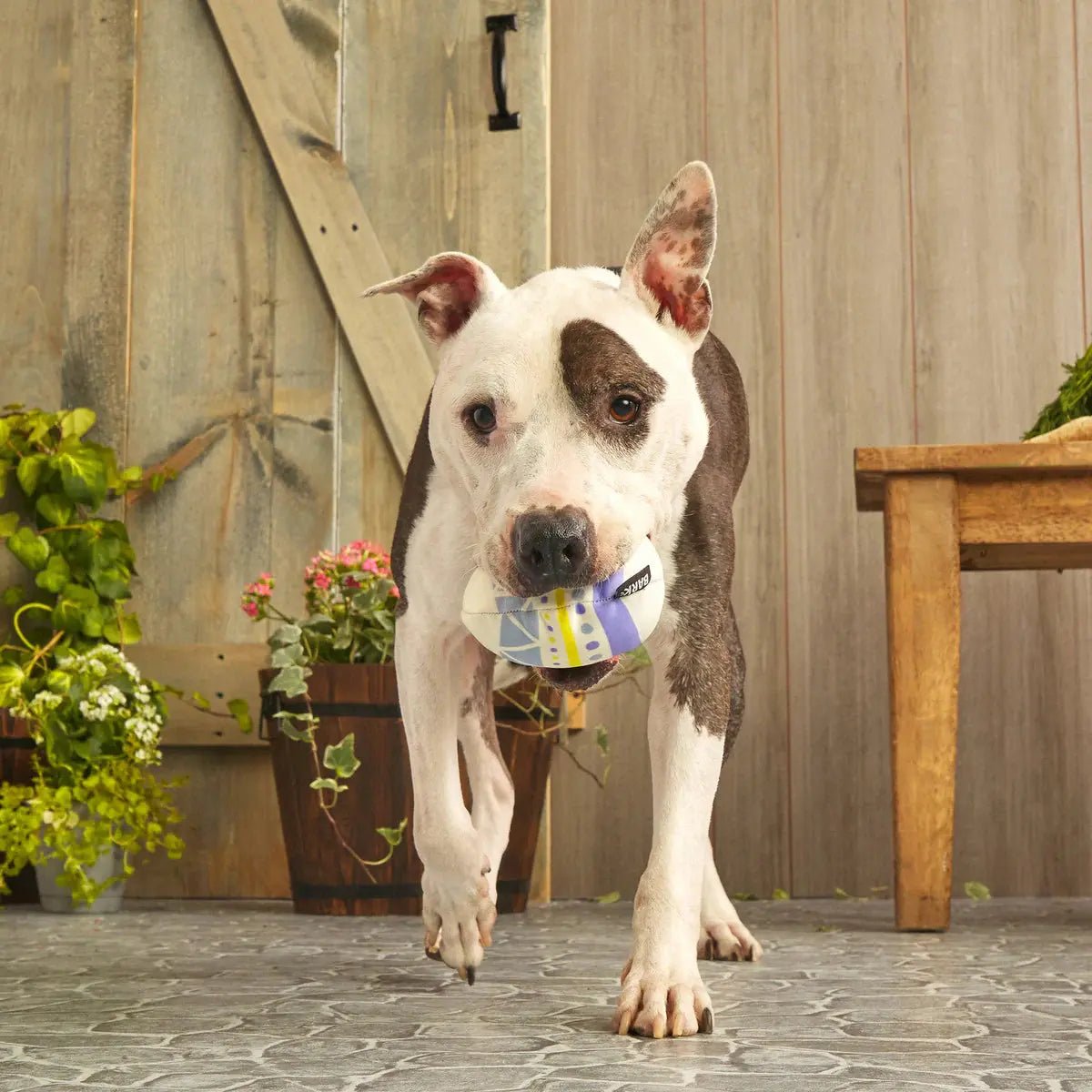 BARK Super Chewer Beaster Egg Dog Chew Toy - Talis Us