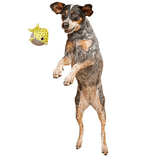 BARK Super Chewer Blowfetch Dog Chew Toy - Talis Us