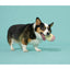 BARK Super Chewer I - Squeak Cone Dog Toy Medium - Large - Talis Us