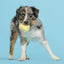 BARK Tough Chick Chicken Super Chewer Dog Toy Yellow Small/Medium - Talis Us