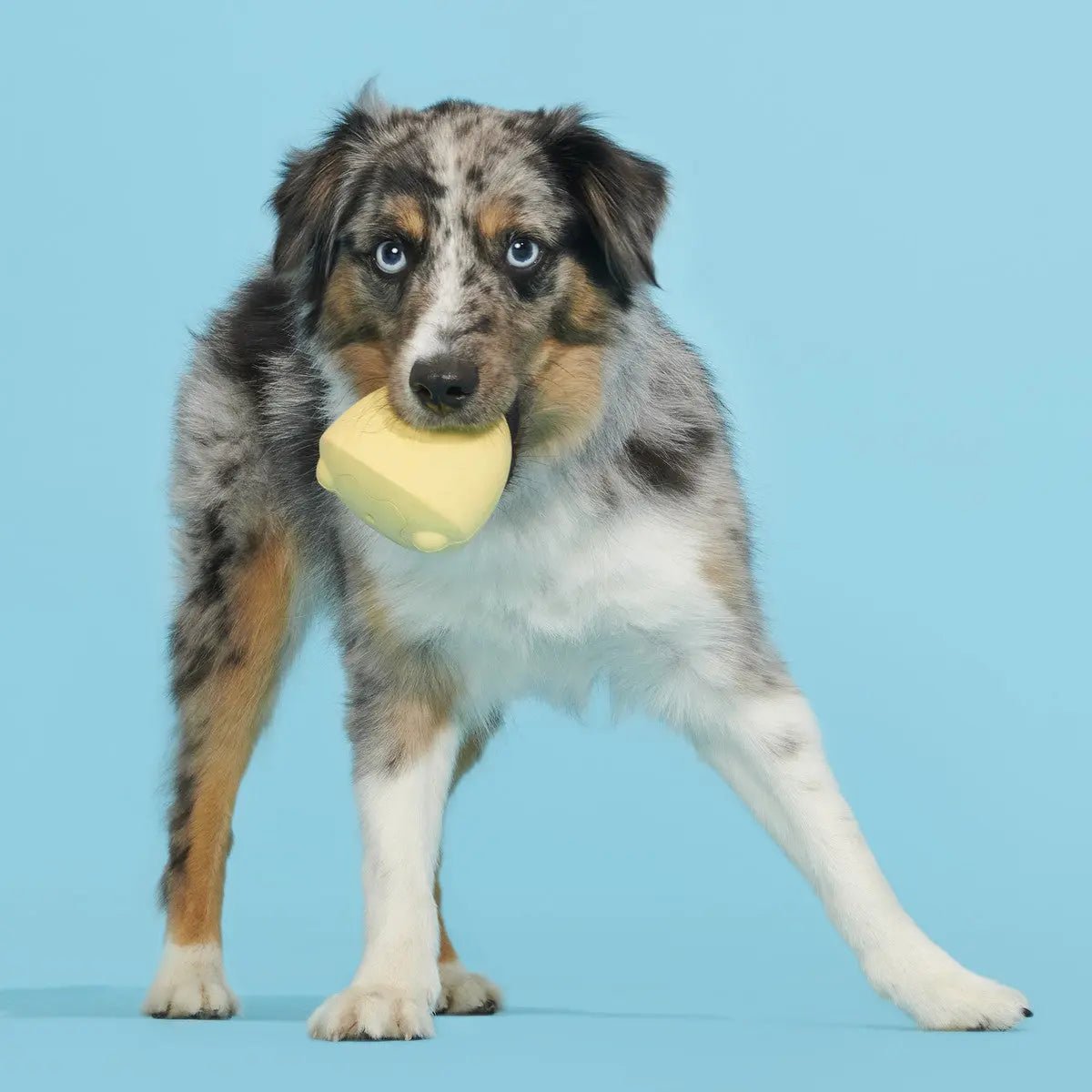 BARK Tough Chick Chicken Super Chewer Dog Toy Yellow Small/Medium - Talis Us