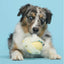BARK Tough Chick Chicken Super Chewer Dog Toy Yellow Small/Medium - Talis Us