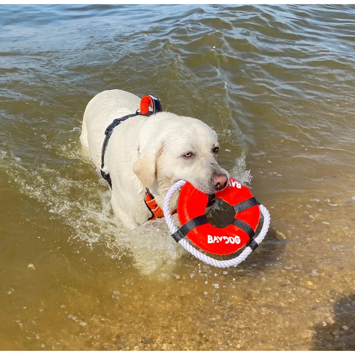 BAYDOG Fetch Ring Toy for Dogs - Talis Us