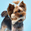 BetterBone Soft Beef Dog Chew - Talis Us