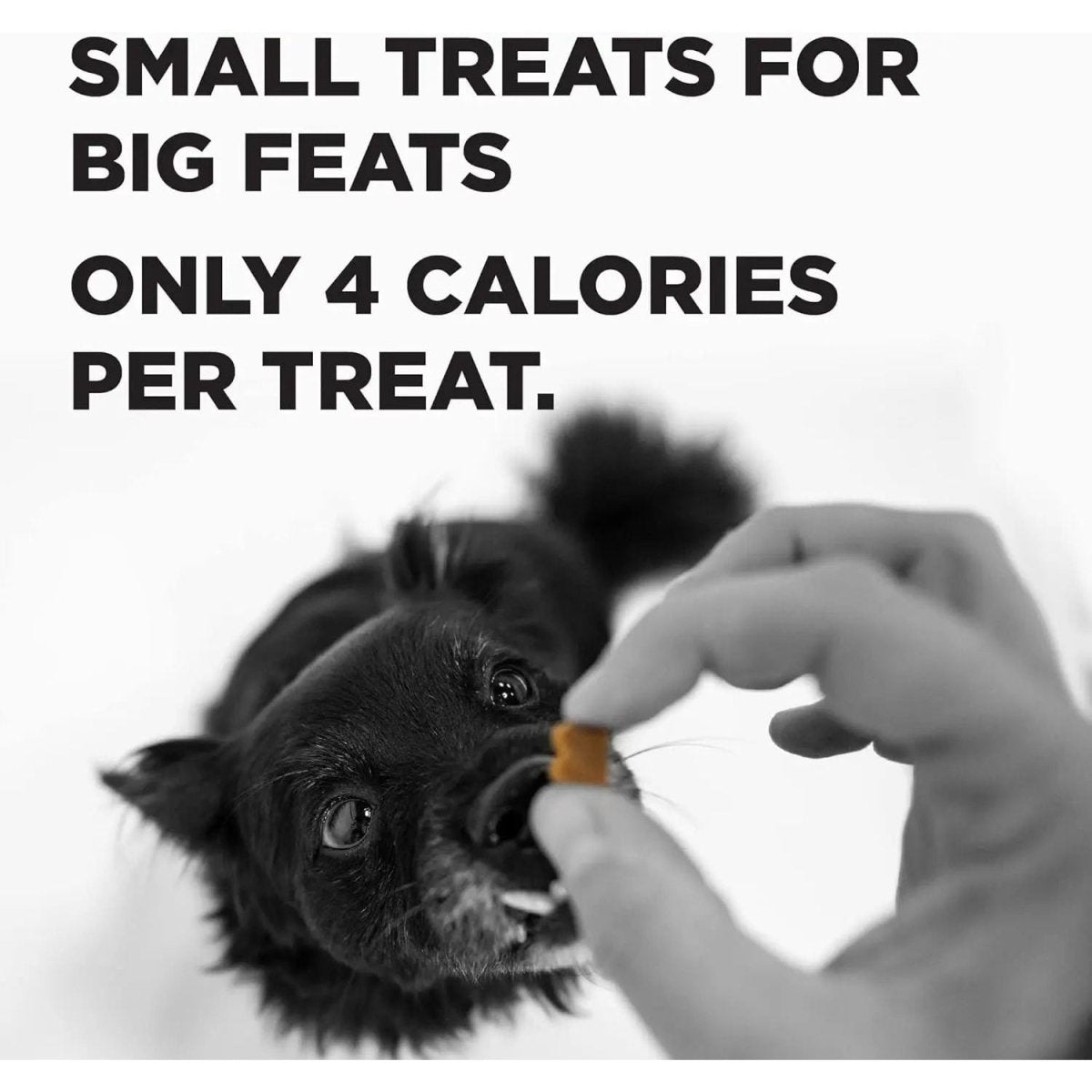 BIXBI Pocket Trainers Grain - Free Dog Treats 6oz. - Talis Us