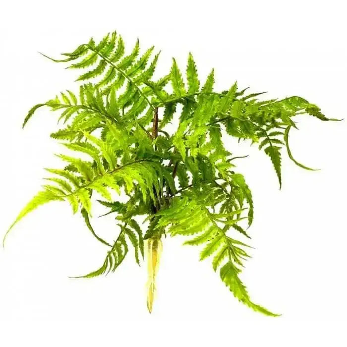 Boston Fern Nephrolepis Exaltata Terrarium Decor Lugarti