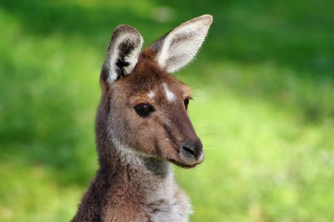 A brown kangaroo with a white stripe down its face and large, upright ears.