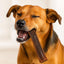 Happy dog enjoying camel skin dog chews for healthy chewing and dental care