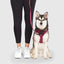 Canada Pooch Complete Control Dog Harness - Talis Us