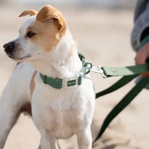 Canada Pooch Dog Waterproof Collar - Talis Us