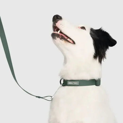 Canada Pooch Dog Waterproof Collar - Talis Us