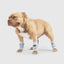 Canada Pooch Dog Work It Warmer Snowy Fox - Talis Us