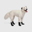 Canada Pooch Waterproof Rain Dog Boots - Talis Us