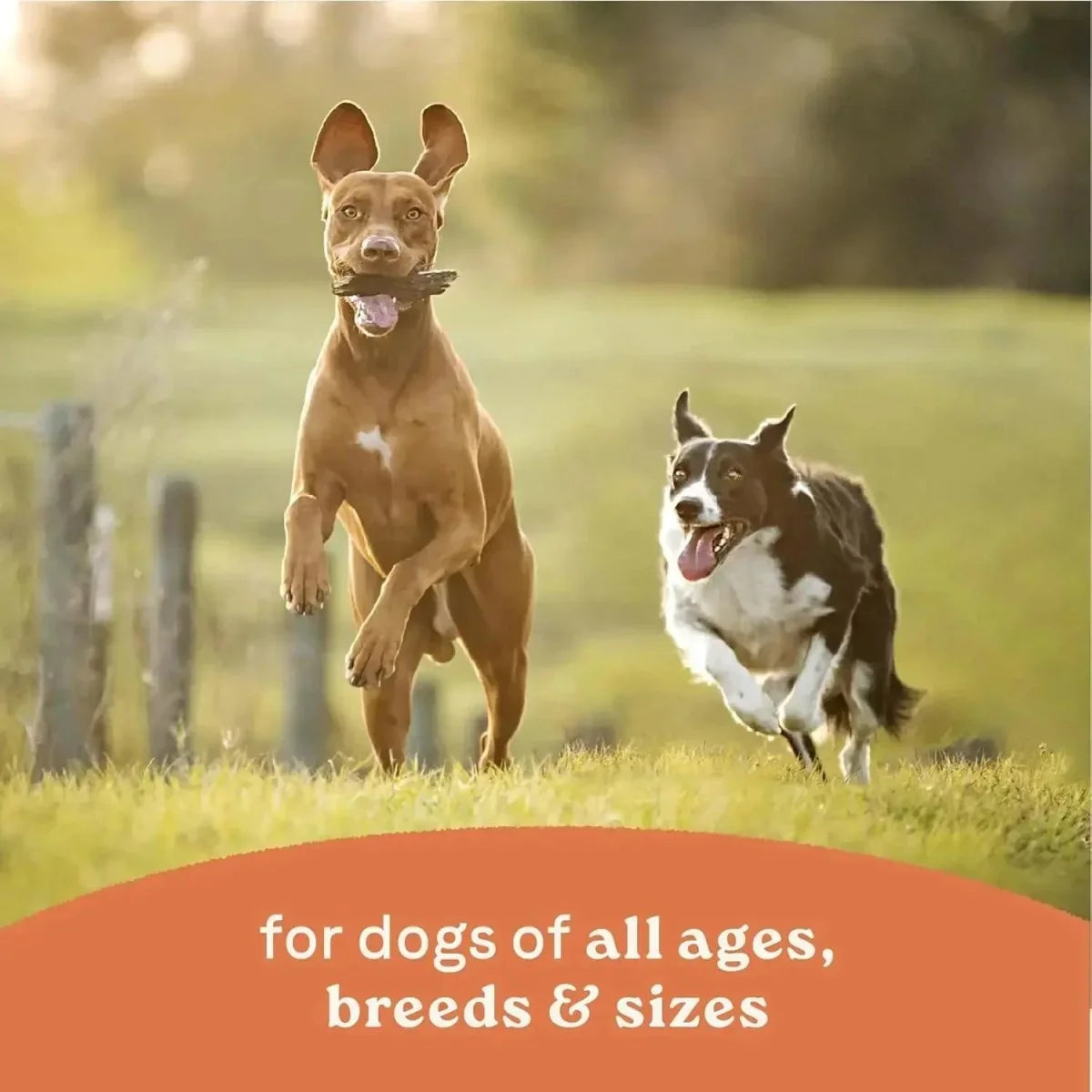 CANIDAE All Life Stages Chunky Stew Toppers Wet Dog Food 6ea/12.7 oz - Talis Us