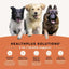 CANIDAE All Life Stages Real Salmon & Ancient Grains Dry Dog Food - Talis Us