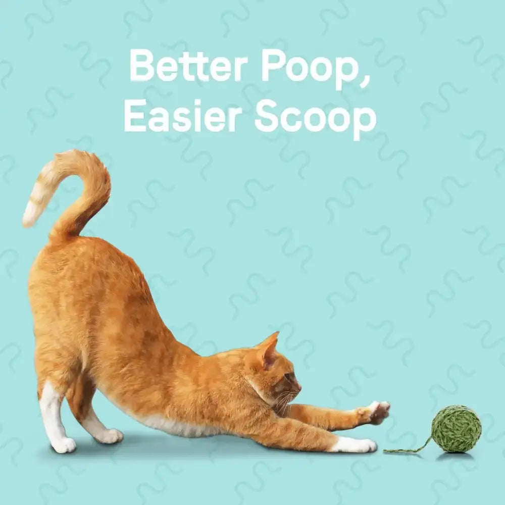 An orange and white cat stretches toward a green yarn ball on a light blue background under the text “Better Poop, Easier Scoop,” featuring CANIDAE Goodness for Digestion Formula with Real Chicken Dry Cat Food for healthy adult cats.