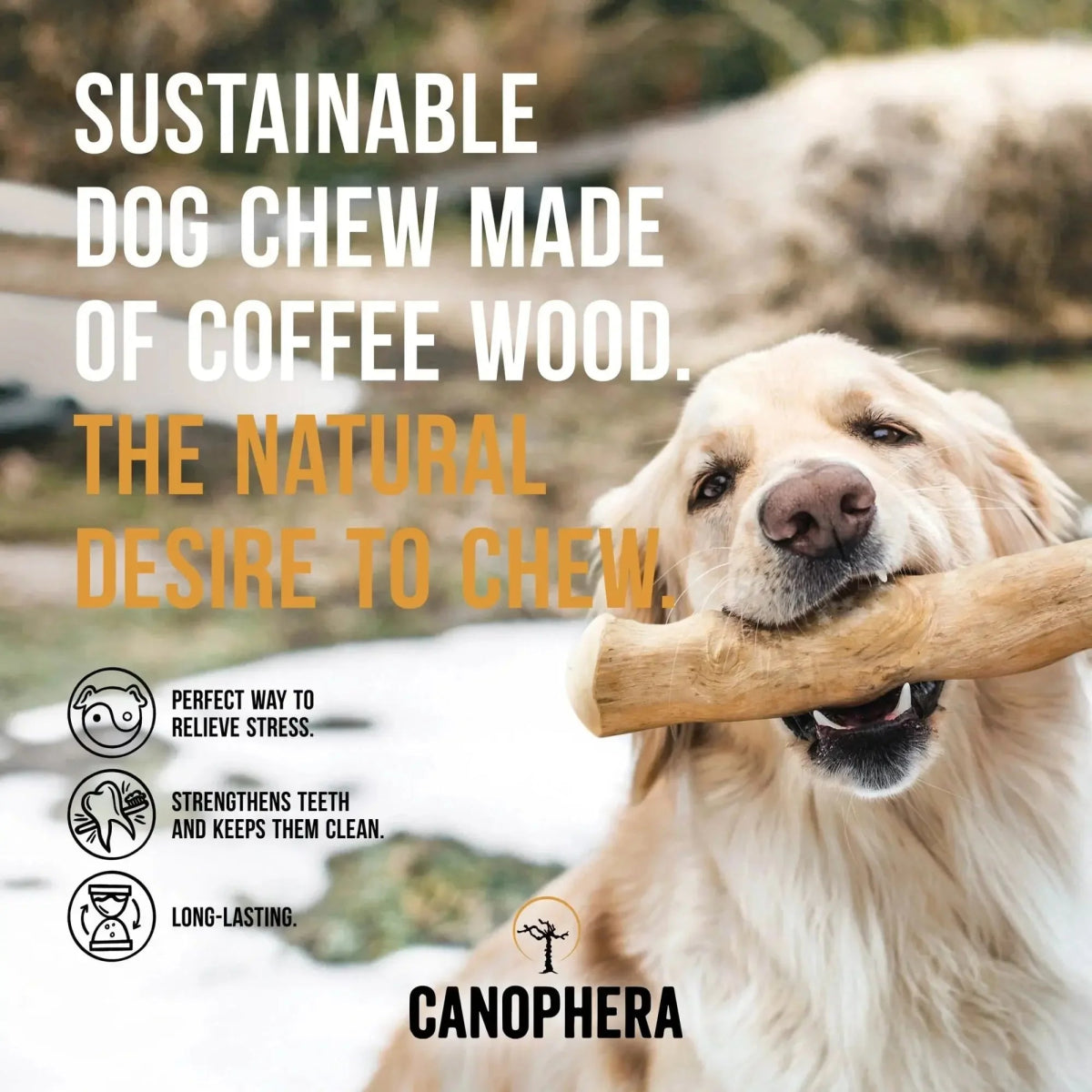 CANOPHERA All Natural Coffee Wood Chew for Dogs - Talis Us