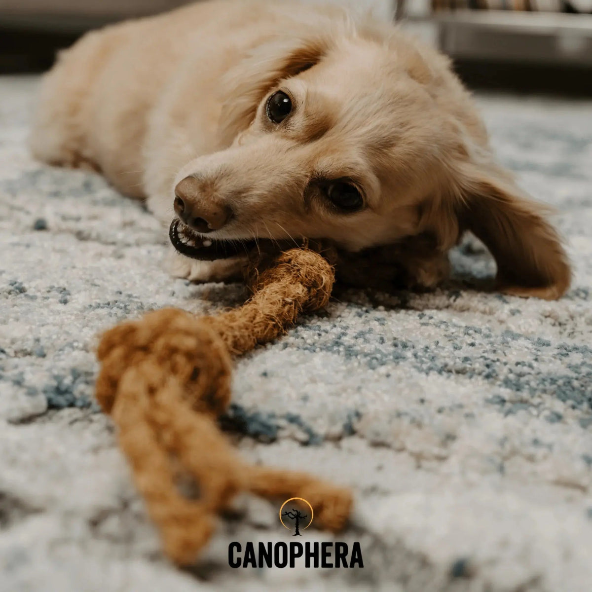 Canophera Coconut Rope Toys for Dogs - Talis Us