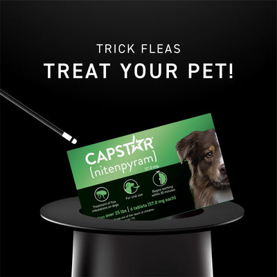 Capstar flea tablet for large dogs in packaging with pet care instructions on a dark background