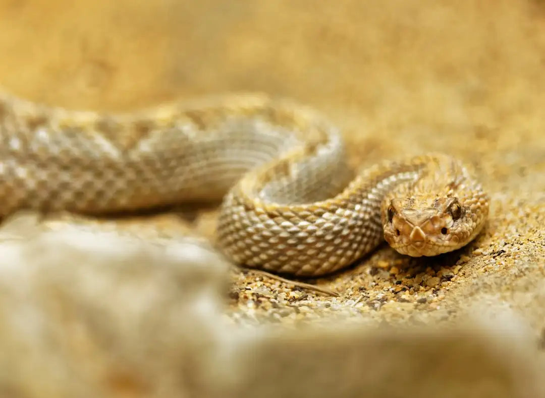 A coiled rattlesnake with a tan and brown patterned scales, resting on sandy ground.
