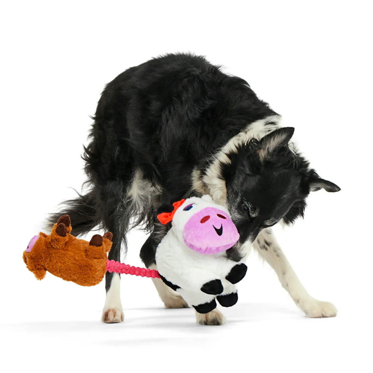 BARK cow dog plush toy in a Border Collie’s mouth, perfect for fun playtime and interactive games