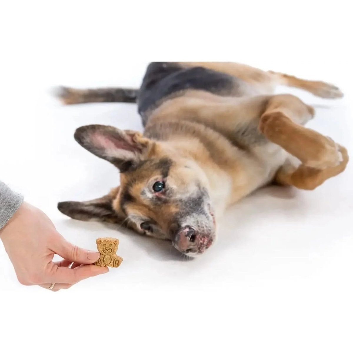 Crown to Tail Organic Banana Bread Crunchy Dog Treats - Talis Us