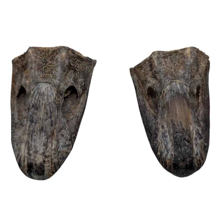 Crunchy ostrich beak dog treat from Savannah Pet Food, perfect for satisfying your dog's chewing needs