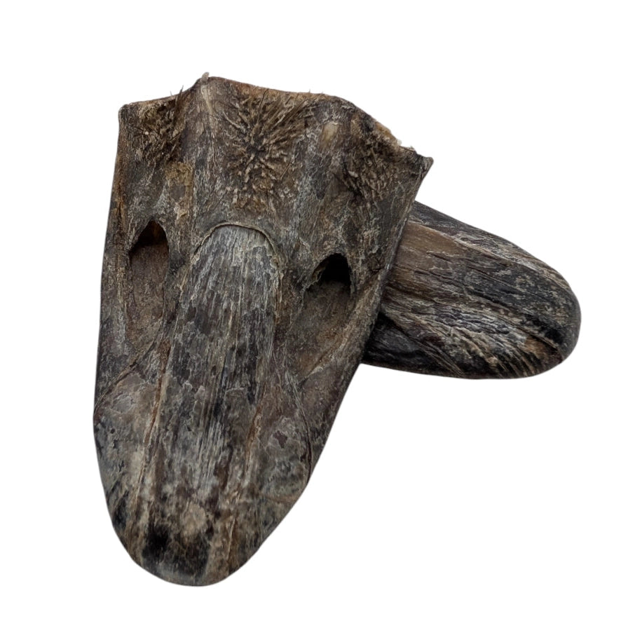 Savannah Pet Food crunchy ostrich beak dog treat made from natural ingredients for healthy chewing