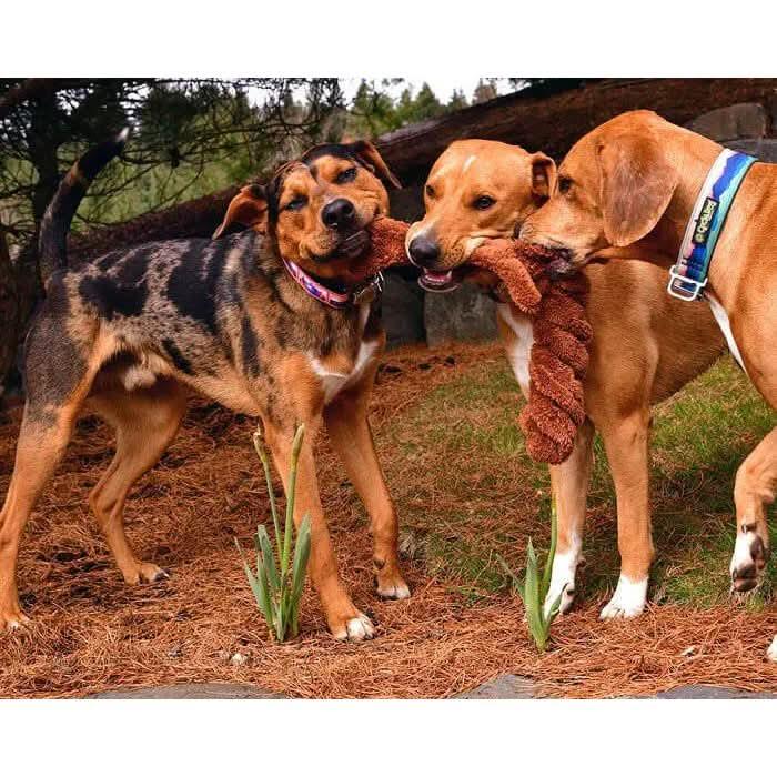 Cycle Dog Duraplush Springy Squirrel Dog Toy - Talis Us