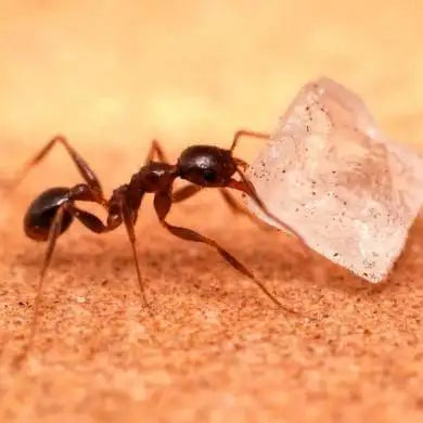 A dark brown ant carrying a translucent, crystalline sugar cube.