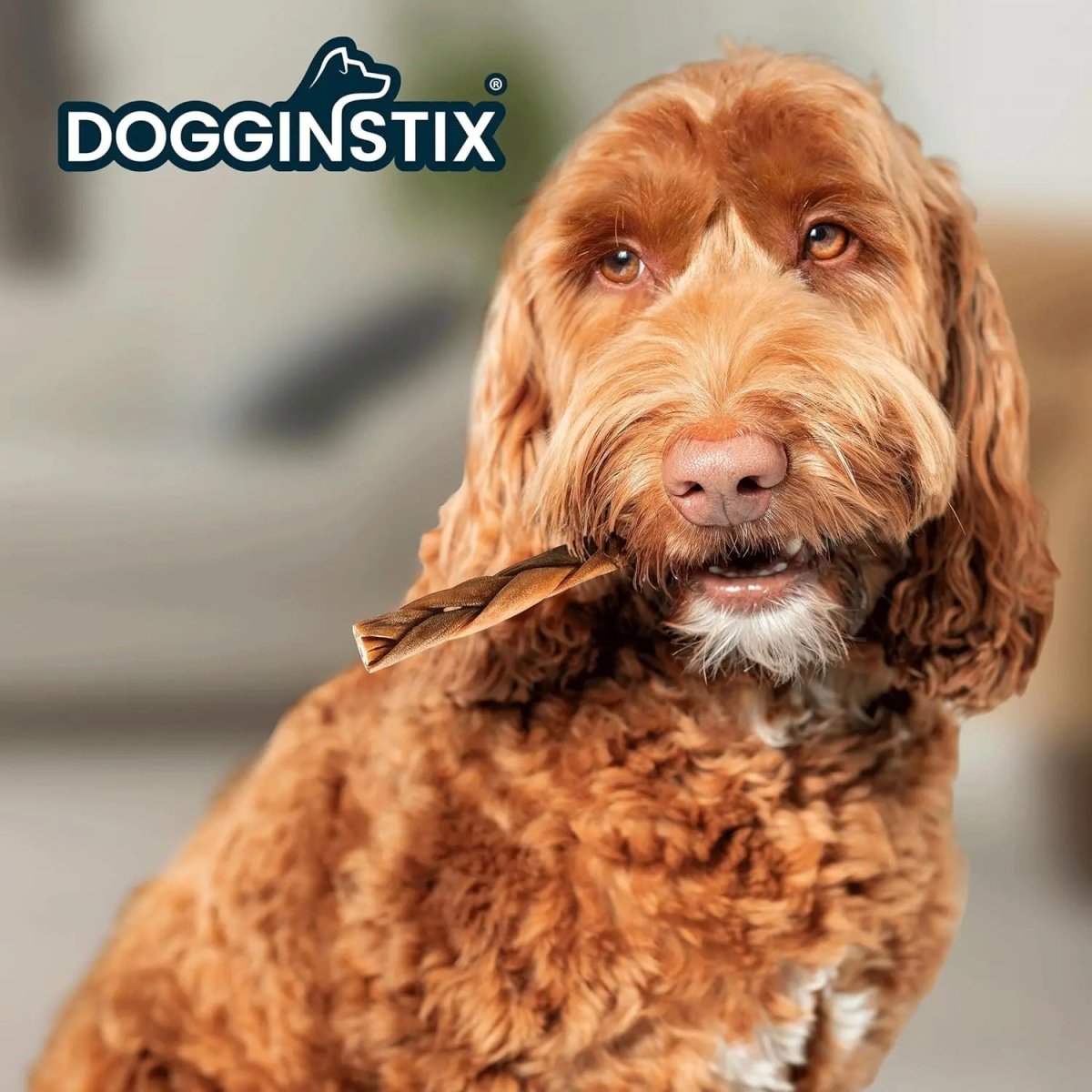 Dogginstix Braided Lamb Collagen Sticks Dog Chew - Talis Us