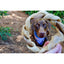 Dogginstix Braided Sticks Lamb Collagen Ring for Dogs Case of 40 - Talis Us
