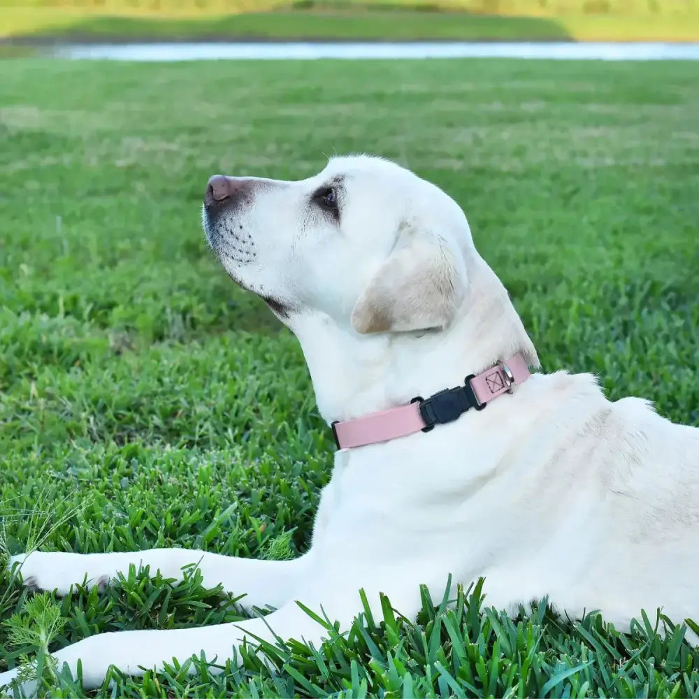 Dogline Biothane Waterproof Dog Collar with Herm Sprenger Stainless Steel Quick Release Buckle - Talis Us