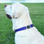 Dogline Biothane Waterproof Dog Collar with Herm Sprenger Stainless Steel Quick Release Buckle - Talis Us