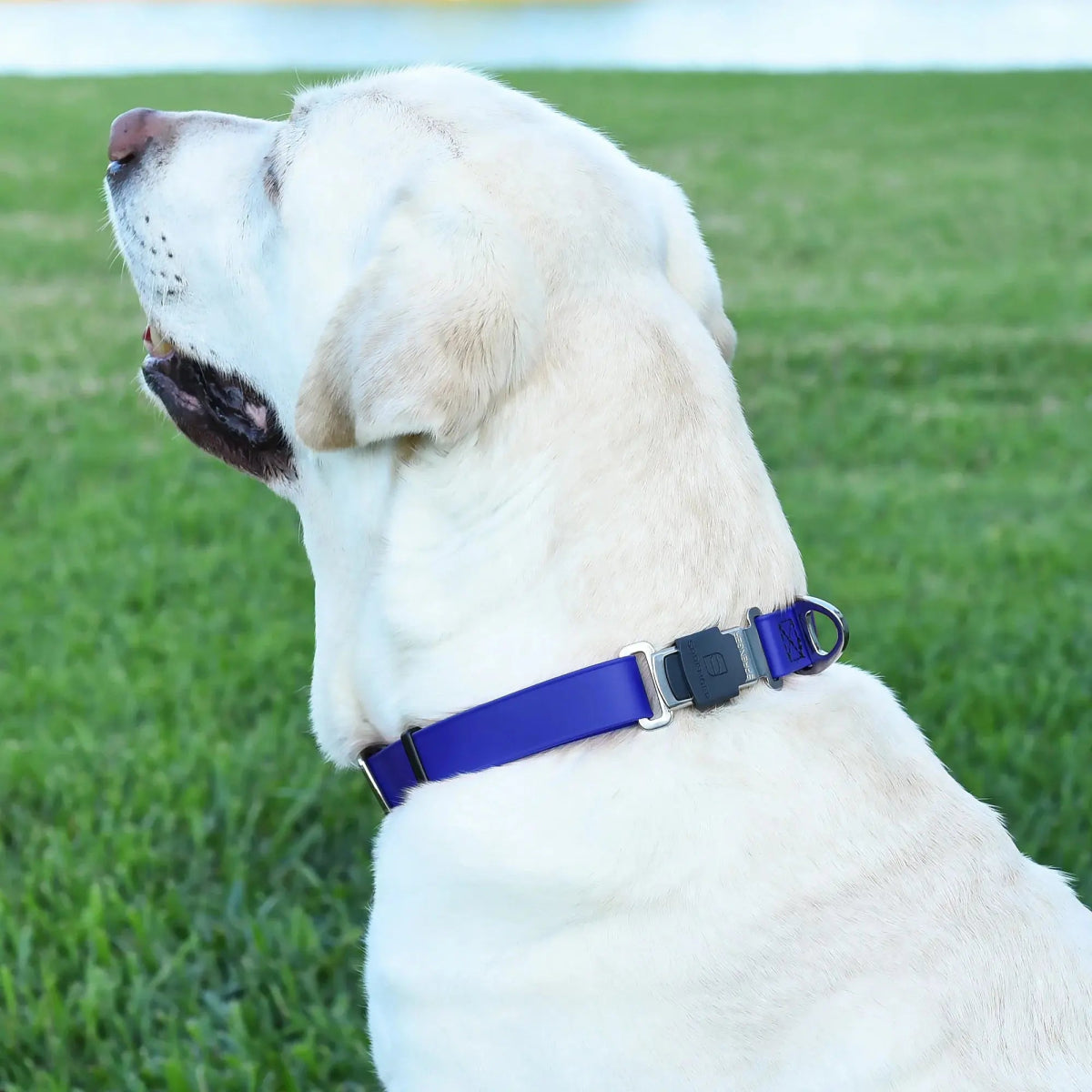 Dogline Biothane Waterproof Dog Collar with Herm Sprenger Stainless Steel Quick Release Buckle - Talis Us