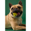 Earth Rated Dog Fetch Toy Yellow Rubber - Talis Us