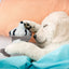 Nocciola 2-in-1 Water Bottle Dog Toys – Fun for Aggressive Chewers Nocciola