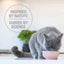 Feline Natural Cat Freeze Dried Food Booster Lamb Tripe 2oz - Talis Us